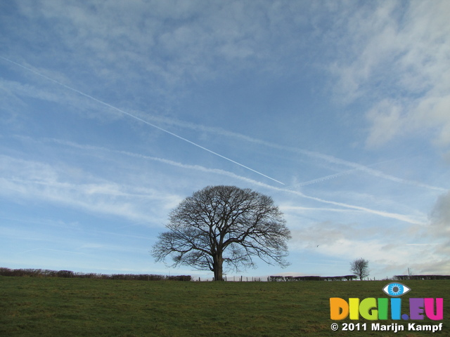SX17167 Tree with blue sky
